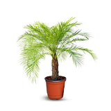 Dwarf Palm