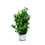 Ficus Benjamina Outdoor