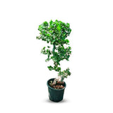 Ficus Bonsai S Shape