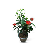 Ixora Large