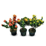 Ixora Small