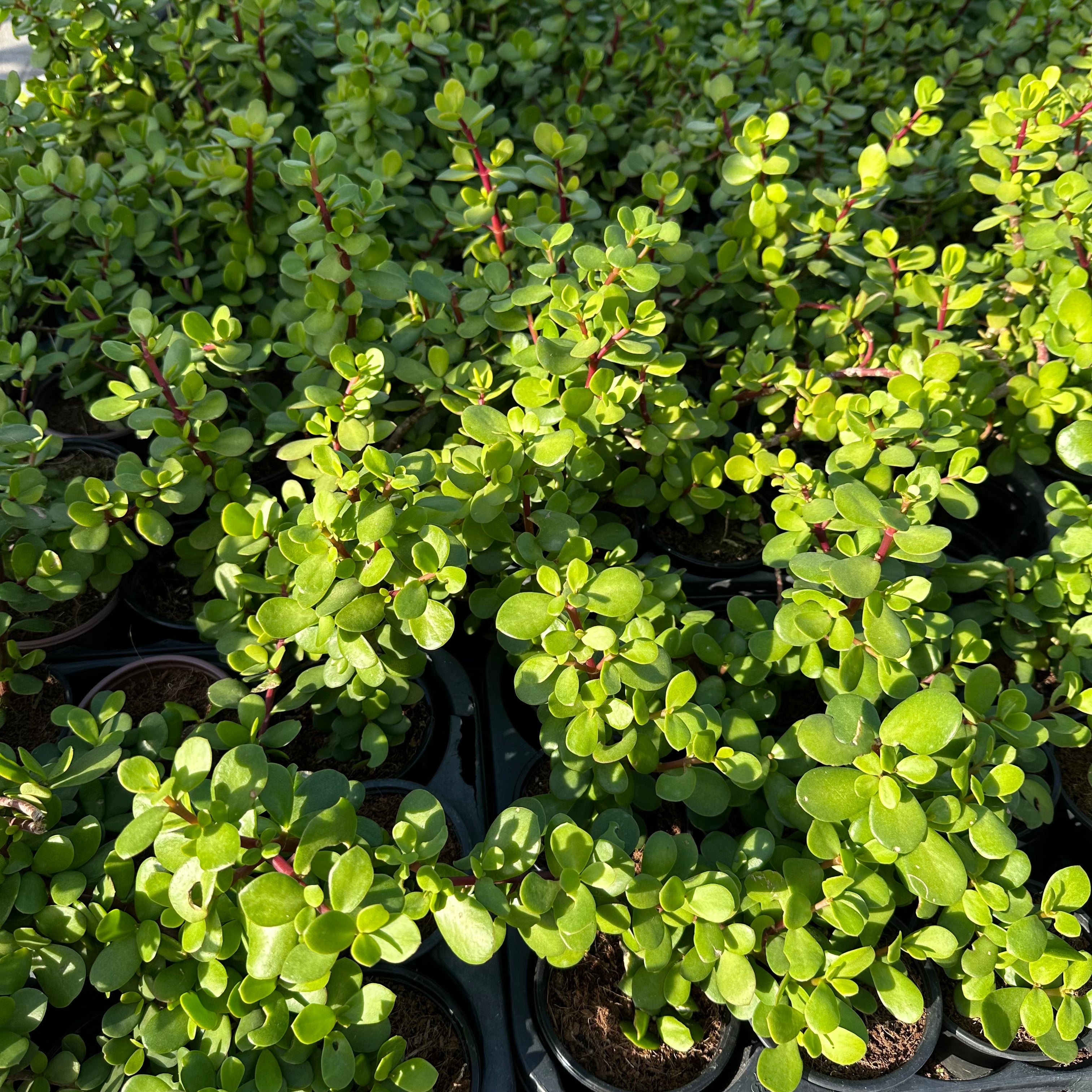 Portulacaria (Jade plant)