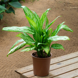 Aglaonema Mix