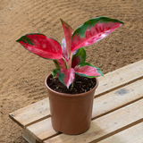 Aglaonema Mix