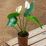 Anthurium