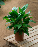 Spathiphyllum Peace Lilly