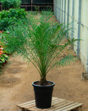 Phoenix Roebelenii