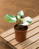 Philodendron White Wizard