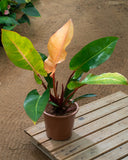 Philodendron Sun Red