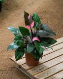 Philodendron Pink Princess