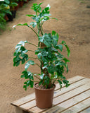 Philodendron Minima