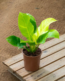 Philodendron Imperial Gold