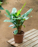 Philodendron Hastatum Kochet