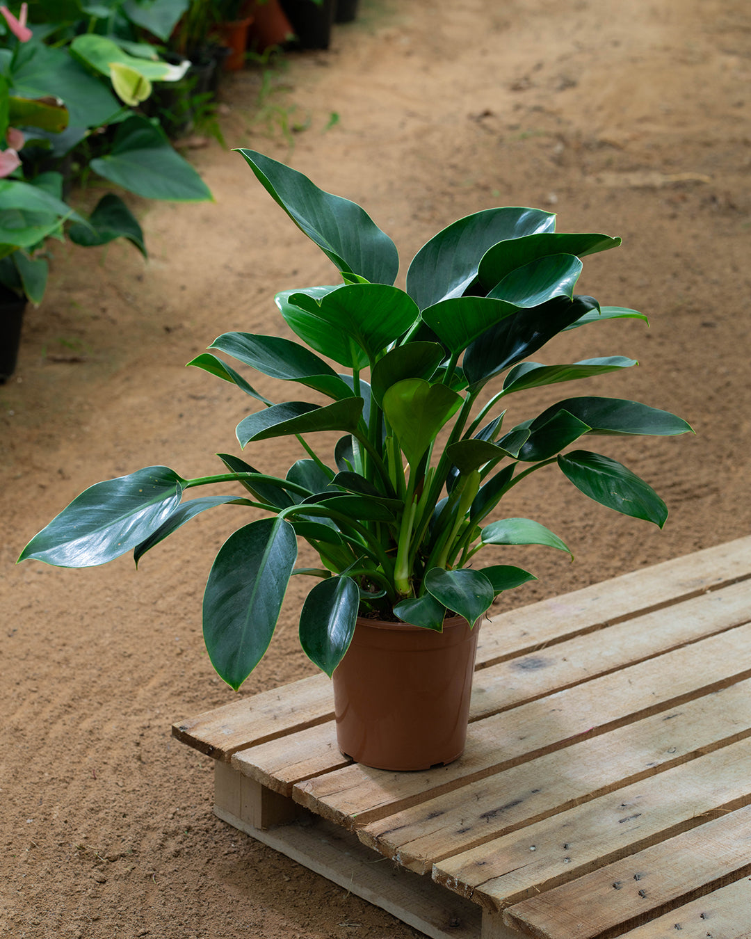 philodendron green princess large Philodendron Green Princess – homesupplies.ae