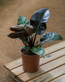 Philodendron Black Cardinal 2Ltr