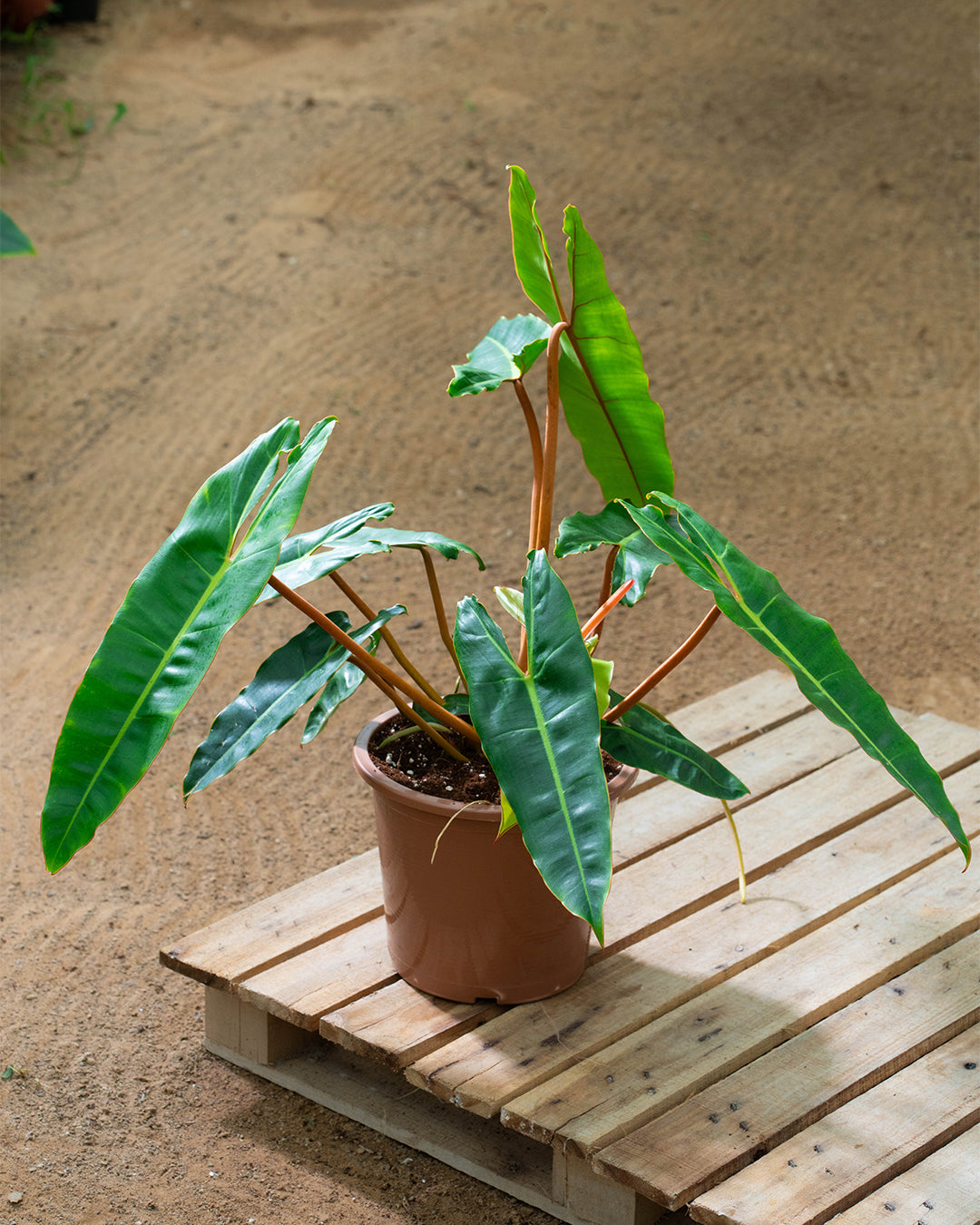 philodendron billietiae croat Philodendron Billietiae Croat 6Ltr – homesupplies.ae