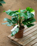 Philodendron 6Ltr