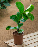 Ficus Lyrata