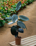 Ficus Elastica Dark Burgundy V15