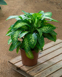 Dieffenbachia Tropic Snow