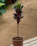 Cordyline Doll 2Ltr