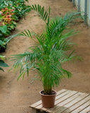 Areca Palm