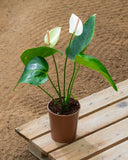 Anthurium