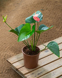 Anthurium