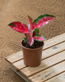 Aglaonema Mix