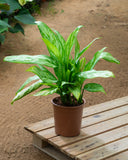 Aglaonema Mix