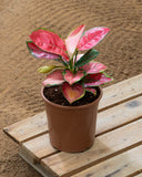 Aglaonema Mix