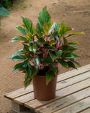 Aglaonema Mix