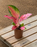 Aglaonema Mix