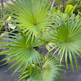 Livistona Palm