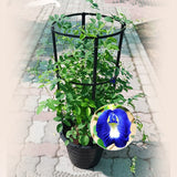 Butterfly Pea Climber