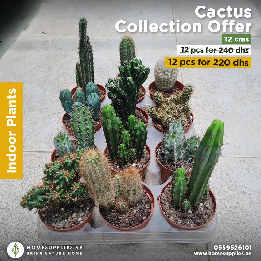 Cactus Collection Offer
