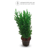 Christmas Tree 1