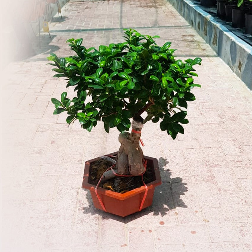 Ficus Bonsai Large