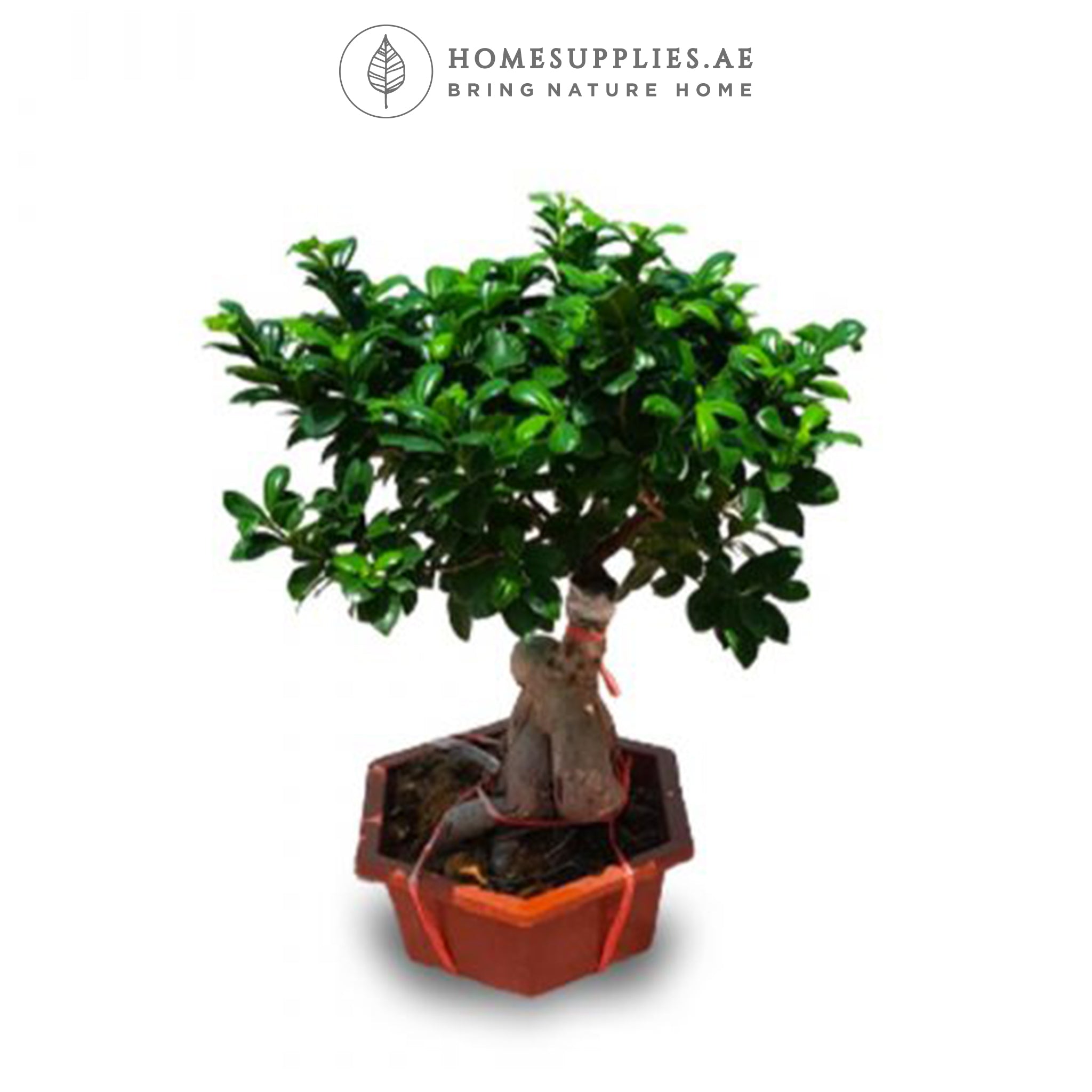 Ficus Bonsai Large