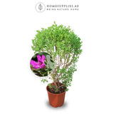 Leucophyllum (Big)