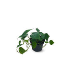 Money Plant Heartleaf