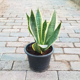 Sansevieria Dwarf