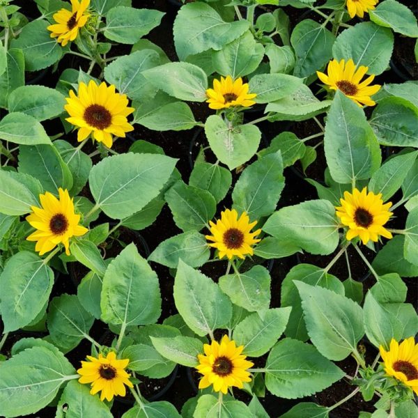 Sunflowers 4 Pc Set