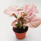 Syngonium Pink