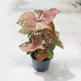 Syngonium Pink