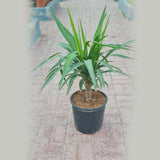 Yucca Outdoor