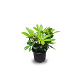 Zamia outdoor