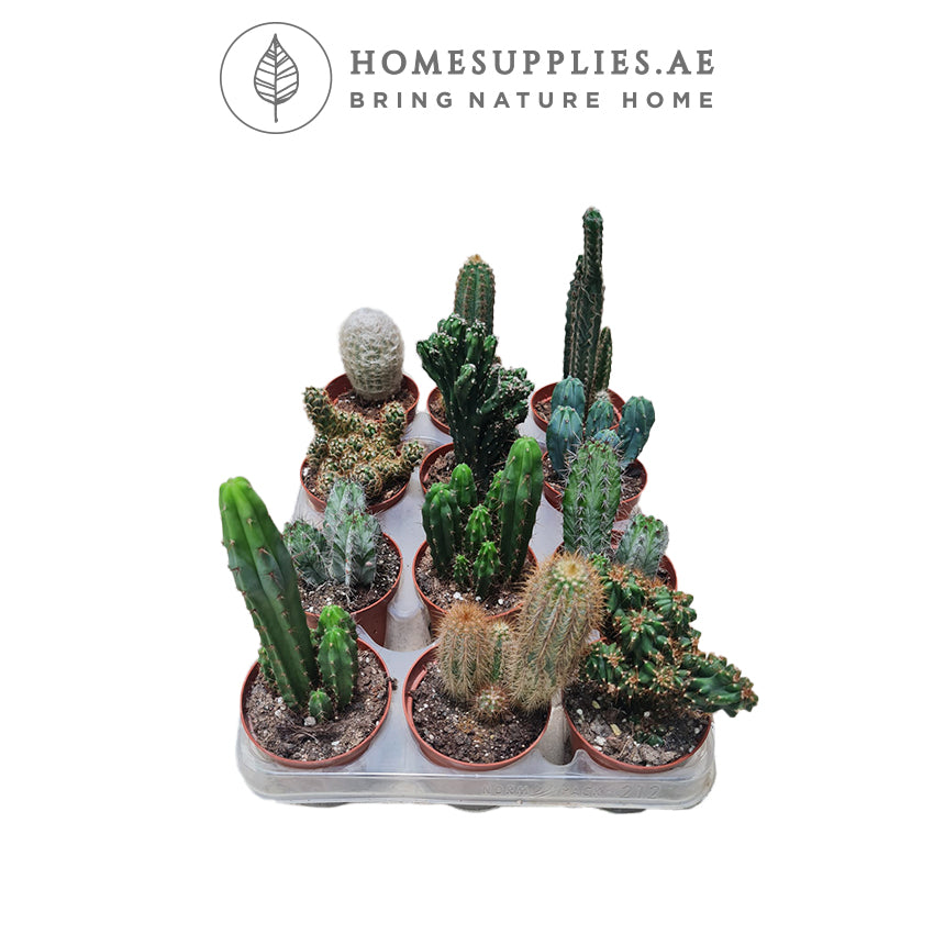 Cactus Collection Offer
