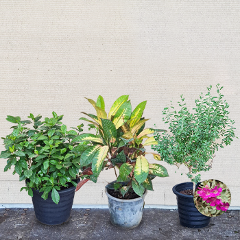 Outdoor Plants Offer