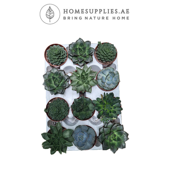 Buy Plants Online with Value Bundles in Dubai homesupplies.ae